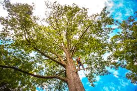 Best Tree Maintenance Programs  in Kurtistown, HI