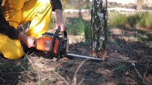 Best Arborist Consultation Services  in Kurtistown, HI